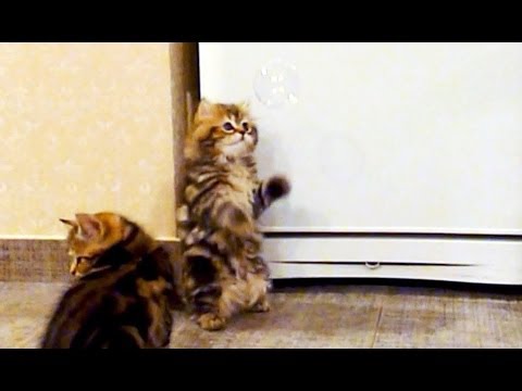 Your Kitty Fix For Today