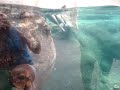 Otter play NC Aquarium