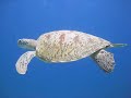 Diving with Giant Turtle - Olhuveli