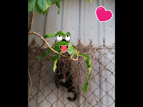 Spider black cat (Black Mama) fence climbing skill.