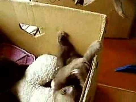 Sloth Babies