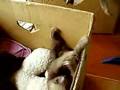 Sloth Babies