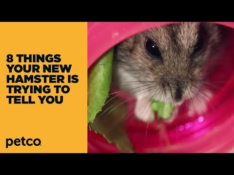 how to decide to put your pet to sleep