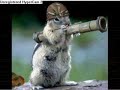 laughing chipmunks