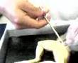 dr.bambi and hector disecting a frog