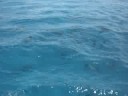 Dolfijntjes bij de boot in Egypte !