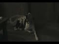 Hilarious Singing Dog
