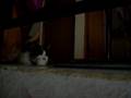 videos de Tito Castelan Feroz