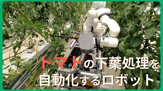 トマト下葉をロボが処理　農研機構、温室栽培向け