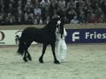 KFPS Friesian Stallion Meinse 439 (Heinse 354 x Dirk) KFPS Friesian Stallion Meinse 439 (Heinse 354 x Dirk)