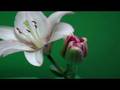 Flower Essence - the opening of flower