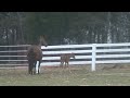 Kendall Farms Jan 2009 Foal