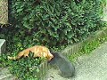 Tijgetje speelt met Ioor - Litlle Rabit plays with cat
