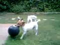Daisy , Xispa and Lola by the pool-summer 2009.3gp