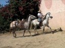 Doma de Caballos en Los Cabos Cap.I
