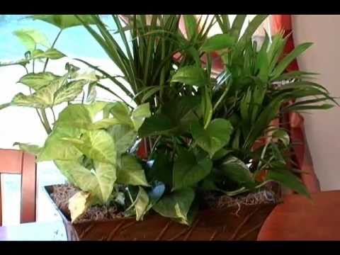 how to plant in a pot