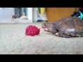 Baby Turtle eating a raspberry