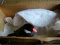 文鳥サムのセカンドハウスを覗いてみた