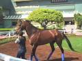 Chocolate Candy schooling, Santa Anita Park, 4-3-09