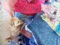Ein kleiner Spatz zur Erde fällt. Ein kleiner Spatz zur Erde fällt.