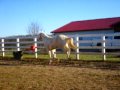 Cremello Quarter Horse Stallion for Sale