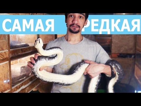 Лучший подарок - 20 серия мультсериала Барбоскины Лучший подарок - 20 серия мультсериала Барбоскины