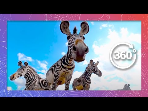 A Herd of Grévy’s Zebra Surround the Camera | Wildlife in 360 VR - YouTube