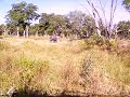 Botswana Wildlife - Young Elephants