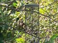 Bird-feeder wildlife Bird-feeder wildlife