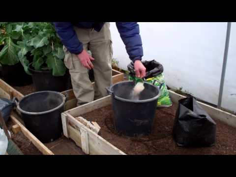 how to harvest early potatoes