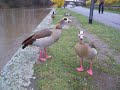 Egyptian Geese on the Main