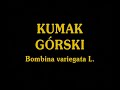 kumak górski (Bombina variegata)