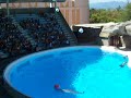 Delfinario Gardaland