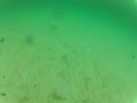 Stingray at St. Andrews State Park - Panama City Beach, Florida, USA