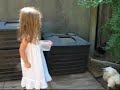 Black Soldier Fly Larvae & Chickens Black Soldier Fly Larvae & Chickens