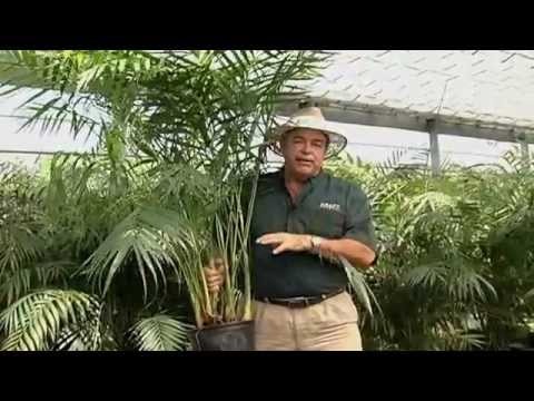 how to care areca palm