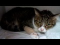 Siu Kin 1  @ 2/1/2010