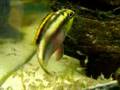 Newly freeswimming krib fry, Pelvicachromis Pulcher