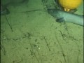 Conger Eel & Hawaiian Grouper