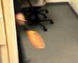 Killing a fly