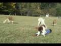 Smacking Babies: When Alpacas Attack