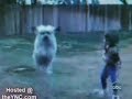 curiosidades caninas