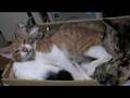 あふぅ(仔猫 chaton kitten)