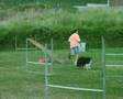 timoty border collie