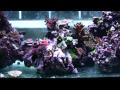 125Tank10_dec_09b.wmv