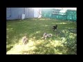 Click here to watch this video Yourkie get's wrecked