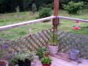 Hummingbirds