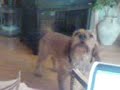 Basset Fauve de Bretagnes singing