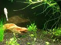 Este vídeo é em Homenagem ao  Prof. Alexandre Rodrigues da Silva - BiólogoEsp. em Piscicultura e Saneamento AmbientalMestre em Ciência AnimalDoutorando em Fisiologia da Reprodução - UFLA-MG .. que me apresentou este lindo peixe Panchax gold......uma pessoa fantastica disposta á compartilhar seus Sábios conhecimentos com qualquer pessoa que esteja interessada, mesmo as mais ignorantes como eu ..kkkkkkkk.. teve a paciencia de me esclarecer diversas duvidas e ainda GANHEI UM ELOGIO QUE MOTIVOu demais... Obrigado Dr. Alexandre, pela atençao dispensada. 
