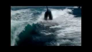 Couple's Amazing Close Encounter with Surfing Killer Whales in Boat Wake